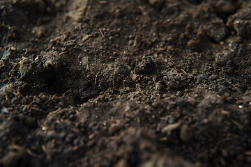 Rich, Nutrient-Dense Soil Perfect for Plant Growth and Agricultural Success