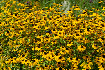 Meer aus gelben Blumen mit einer einzelnen Biene