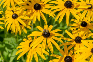 eine einzelne Biene sammelt Nektar in gelben Blumen