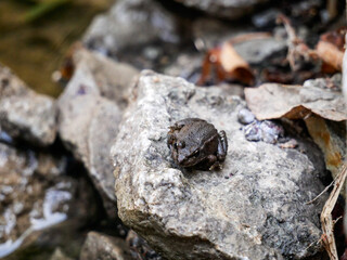 frog on a stone