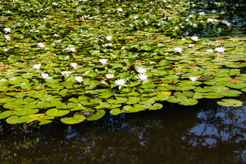 Beautiful water lilies in the pond
