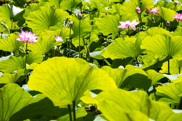 Pink lotus flower in full bloom in the pond
