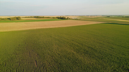Obraz premium Vast farmland with rows of crops, a tranquil scene of agricultural landscape under a clear sky.