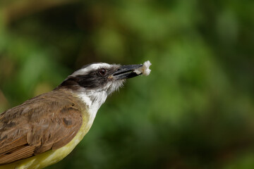 Pitangus sulphuratus bird eating a piece of bread
