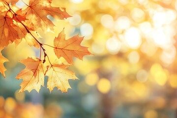 Golden Autumn Maple Leaves with Bokeh Background