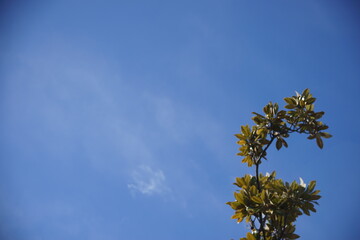 青空に映える枝と葉