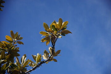 青空に映える枝と葉
