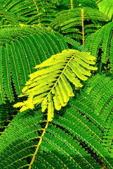 pattern of green fern leaves with a yellowish branch in the center 2