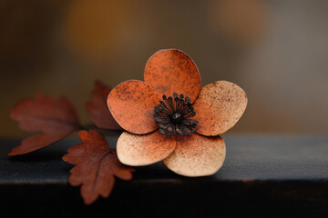 Delicate orange and brown flower with dark center placed on a wooden surface in soft natural light