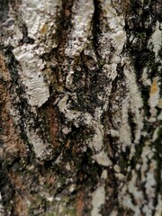 Tree texture 