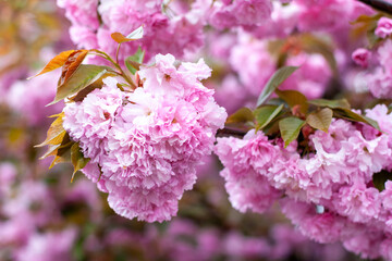 Dense clusters of soft pink cherry blossoms blooming in spring. Beatiful Sakura.
