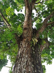Big tree texture 