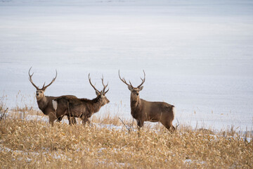 The sika deer (Cervus nippon)