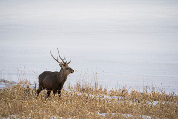 The sika deer (Cervus nippon)
