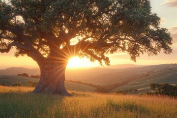 Majestic oak tree silhouetted against a vibrant sunset over rolling hills, nature's golden hour.