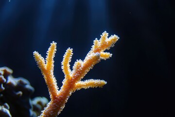 Fototapeta premium A vibrant orange coral branch, delicately structured, thrives in a dark underwater environment.