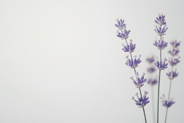 Wildflower AI Art Isolated In Clean Background