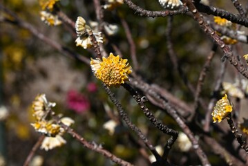 Oriental paper bush flowers. Thymelaeaceae deciduous shrub. It produces tubular yellow flowers in spring, and its bark is used as a raw material for Japanese paper and Japanese banknotes.