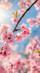 Obraz premium beautiful pink cherry blossoms in spring
