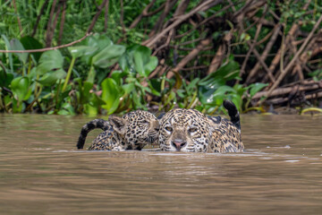Mother and Cub Jaguars crossing the river © Hans