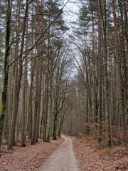 Jesienne Refleksje: Cicha Droga w Głębi Lasu