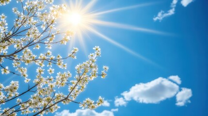 Sunlight through blossoming branches