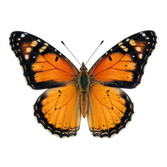Naklejka premium Colorful monarch butterfly with detailed patterns and delicate wings isolated on white background