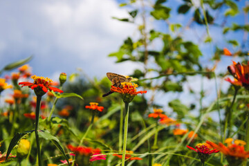 Mariposa café pequeña posando sobe flores