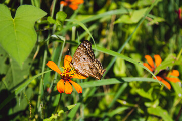 Mariposa café pequeña posando sobe flores