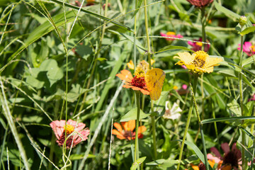 Mariposa amarilla pequeña posando sobe flores