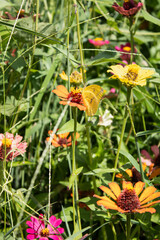 Mariposa amarilla pequeña posando sobe flores