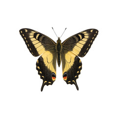 Vibrant tiger swallowtail butterfly with yellow and black wings against a white background creating a striking contrast