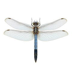 Close up of iridescent blue dragonfly with transparent wings outstretched isolated on white