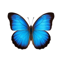 Obraz premium Vibrant blue morpho butterfly on white background showcasing iridescent wings with black edges Bold and beautiful nature concept