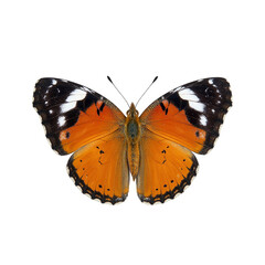 Colorful monarch butterfly with detailed patterns and delicate wings isolated on white background