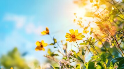 Sunlit yellow flowers against a blue sky