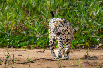 Jaguar on a riverbank in the Pantanal