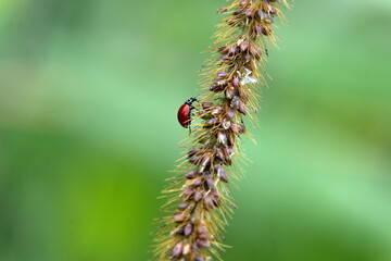 Ladybug on the seed pod of a blade of grass in Cuellaje, Ecuador