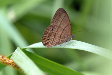 Brown butterfly on a blade of grass in Cuellaje, Ecuador