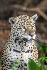 Fototapeta premium Jaguar portrait
