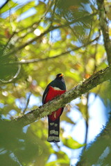 Male masked trogon (Trogon personatus) perched in a tree in Cuellaje, Ecuador