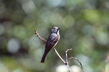 Smoke-colored pewee (Contopus fumigatus) perched on a twig in Cuellaje, Ecuador