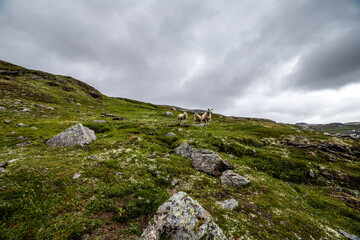 A Scenic View of Sheep Grazing on a Lush Green Hillside Under Dramatic Cloudy Skies in a Remote Natural Landscape Setting