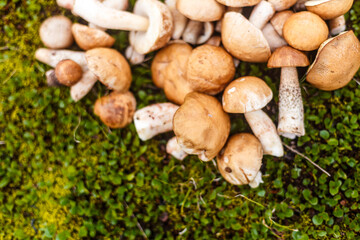 A Close-Up View of Fresh Edible Mushrooms Lying on a Bed of Green Moss and Clovers in Nature, Perfect for Foraging Enthusiasts and Culinary Exploration