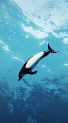 Black and white dolphin drifting peacefully in deep blue ocean