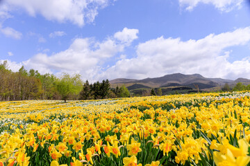 北海道洞爺湖町、およそ20万本のスイセンが花を咲かせるスイセンの丘【5月】