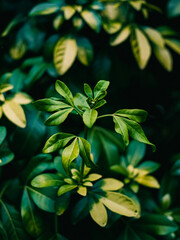 Green leaves