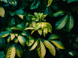 Green leaves