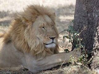 Majestic male lion resting under a tree in the shade