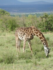 Giraffe grazing peacefully in the african savanna